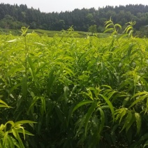 桃树苗80cm以上嫁接桃树苗。