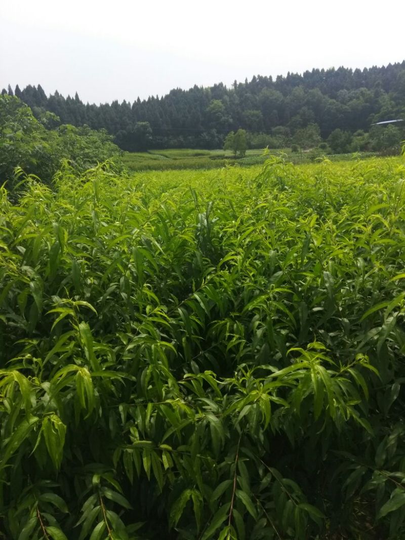 桃树苗80cm以上嫁接桃树苗。