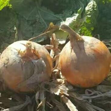 黄皮洋葱8厘米以上