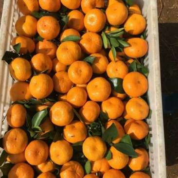新余蜜桔：精品小果5~5.5cm诚信专业代办出口国内客