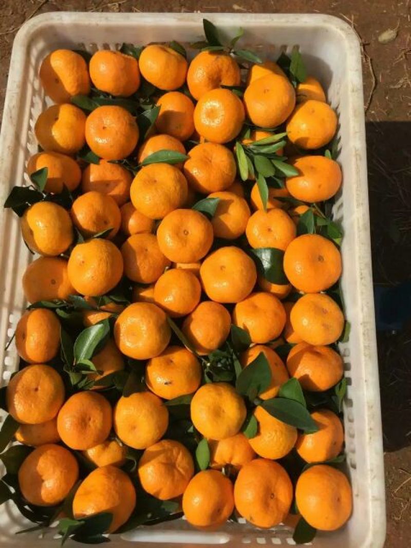 新余蜜桔：精品小果5~5.5cm诚信专业代办出口国内客