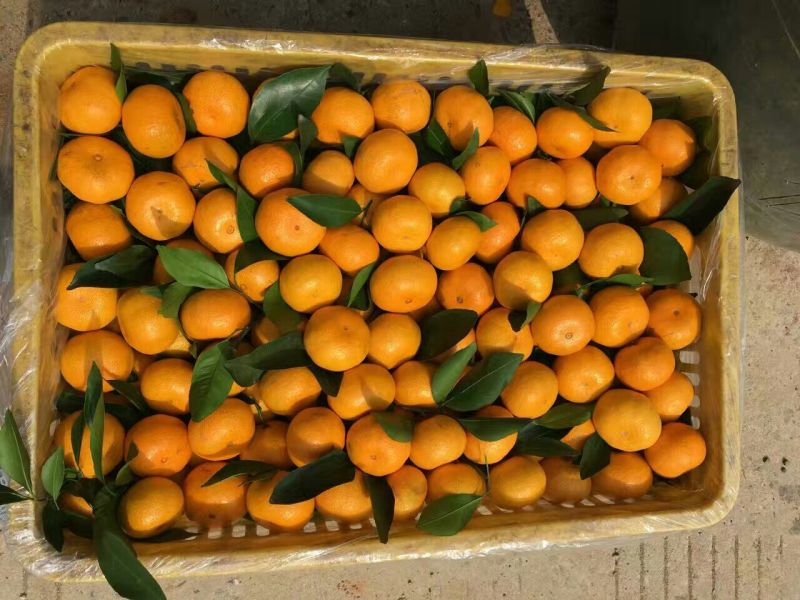 新余蜜桔：精品小果5~5.5cm诚信专业代办出口国内客