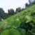 湘莲特级干莲子