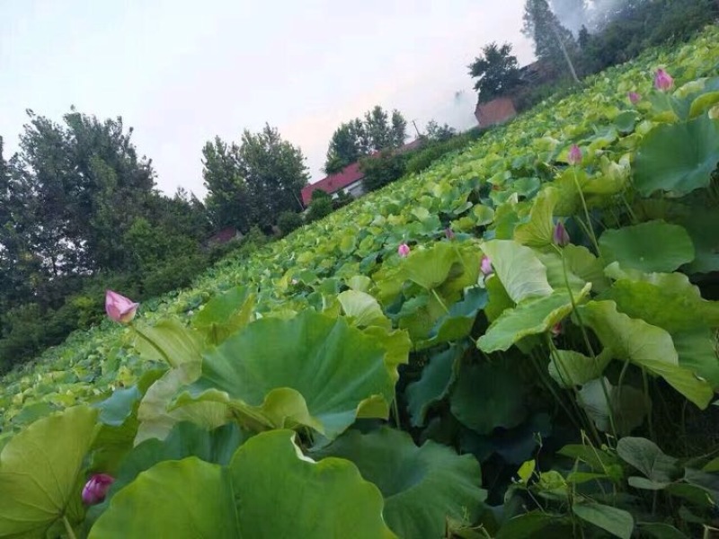 湘莲特级干莲子