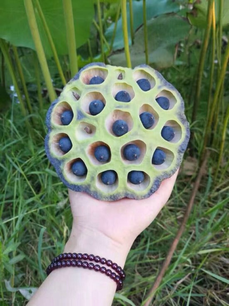 湘莲特级干莲子