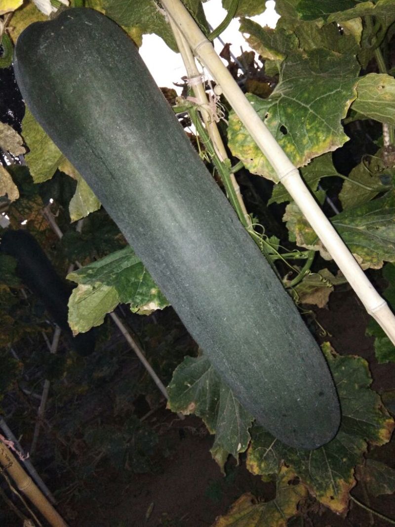 黑皮吊冬瓜20以上