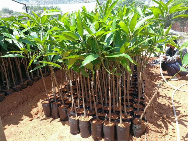 金煌芒树苗1m以下