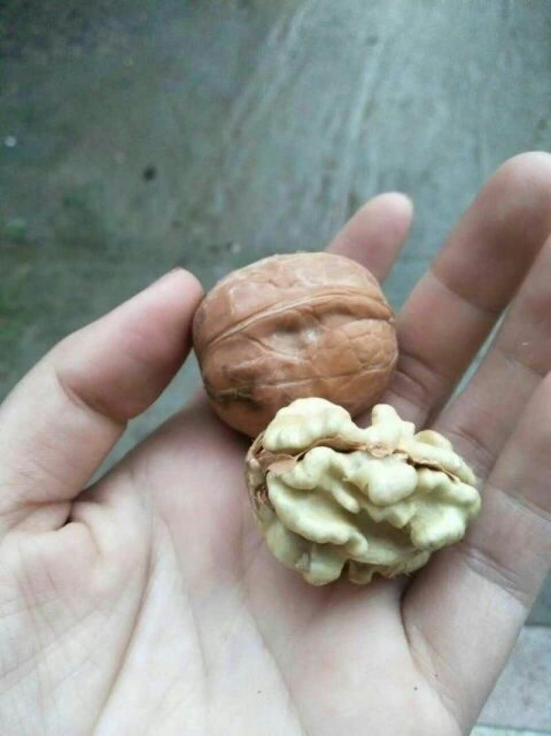 薄皮核桃25mm以下欢迎大家购买
