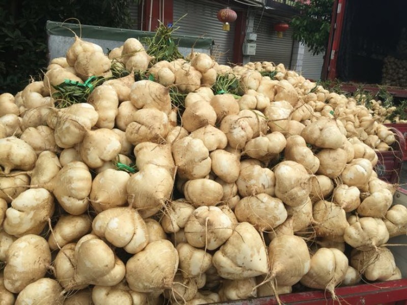 凉薯，！！！土瓜儿！地瓜，白地瓜，地梨儿大量上市
