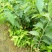 凤梨释迦苗2棵包邮