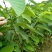 凤梨释迦苗2棵包邮