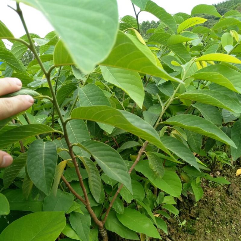 凤梨释迦苗2棵包邮