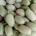 西州蜜瓜5斤以上长形