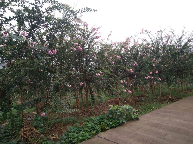 黄葛树3m以上
