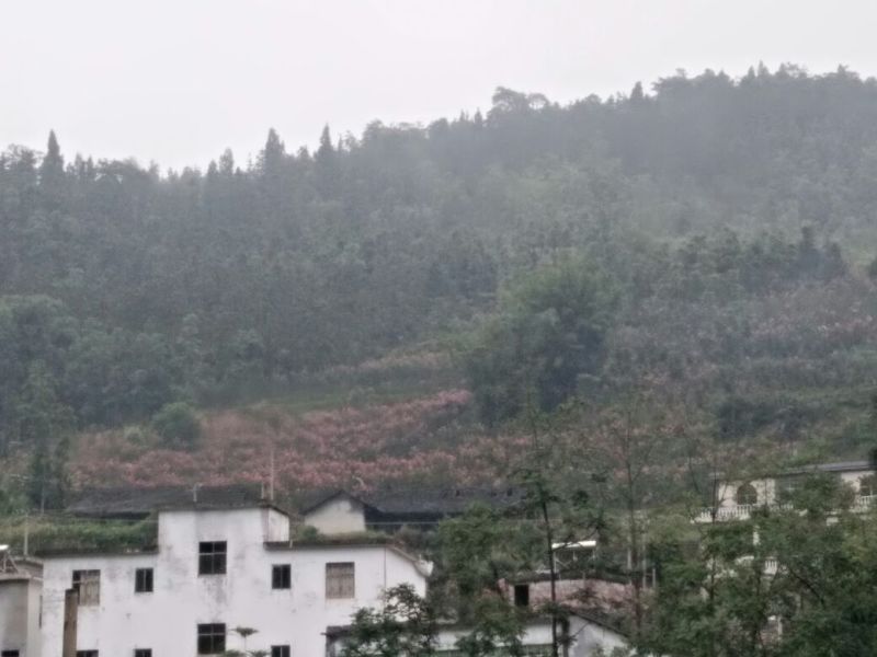 黄葛树3m以上