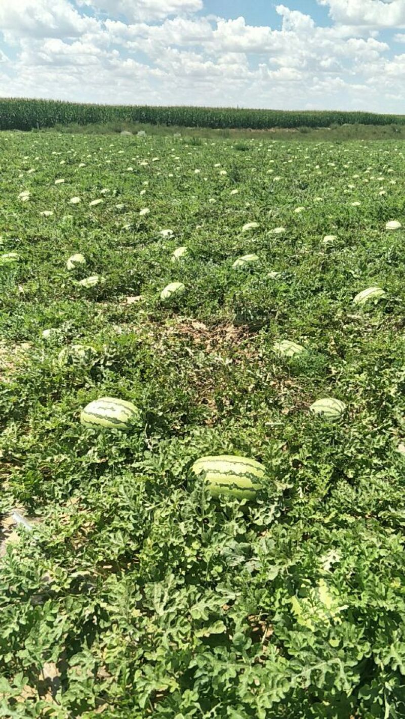 西瓜8斤打底8成熟1茬