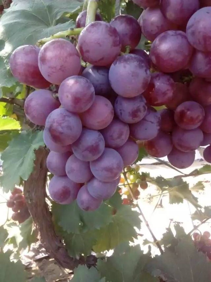 巨峰葡萄5%以下0.8~1.5斤