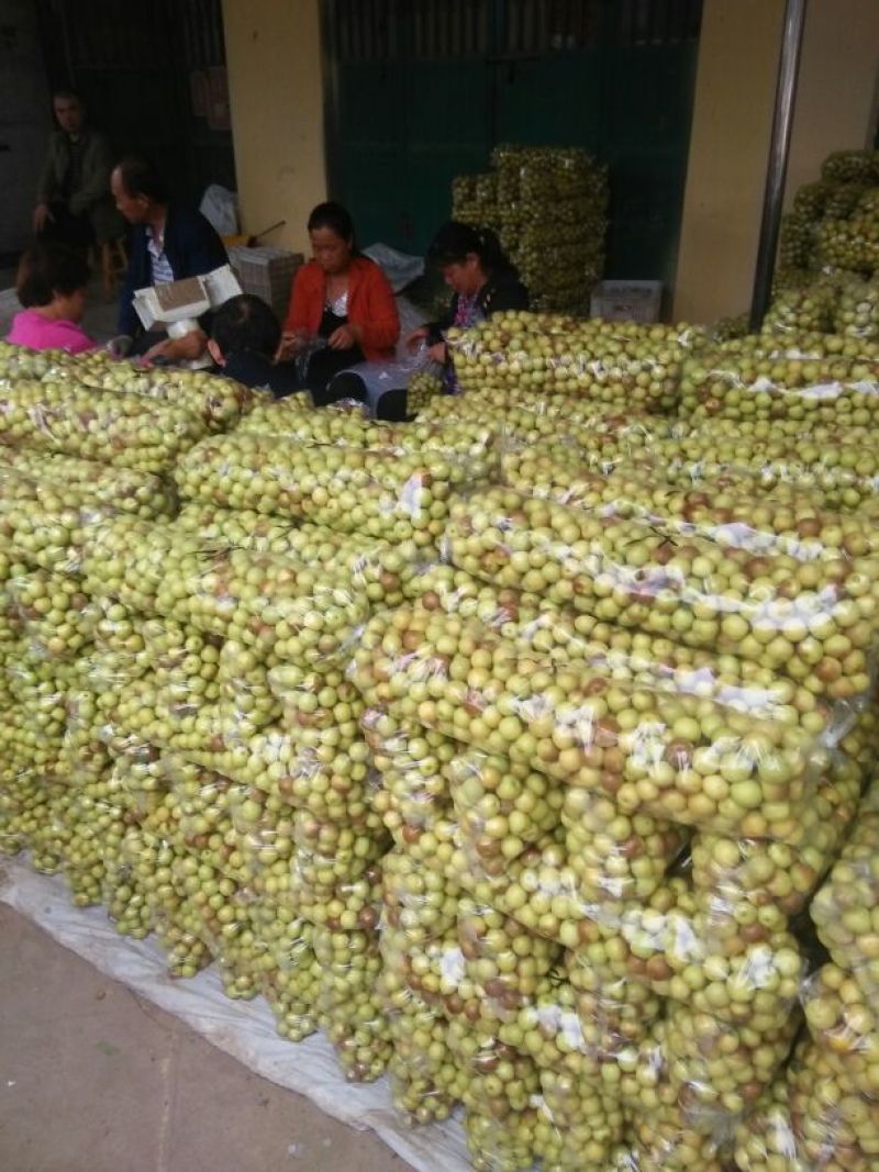 露天冬枣大量上市中果大核小脆甜可对接电商，商超，市场