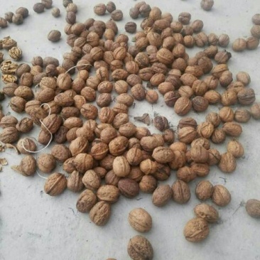 盐源早1号核桃去皮30mm以上干