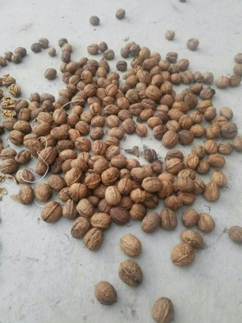 盐源早1号核桃去皮30mm以上干