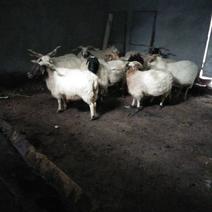 青海藏羊30~50斤/头