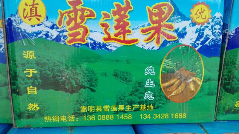 雪莲果6两以上