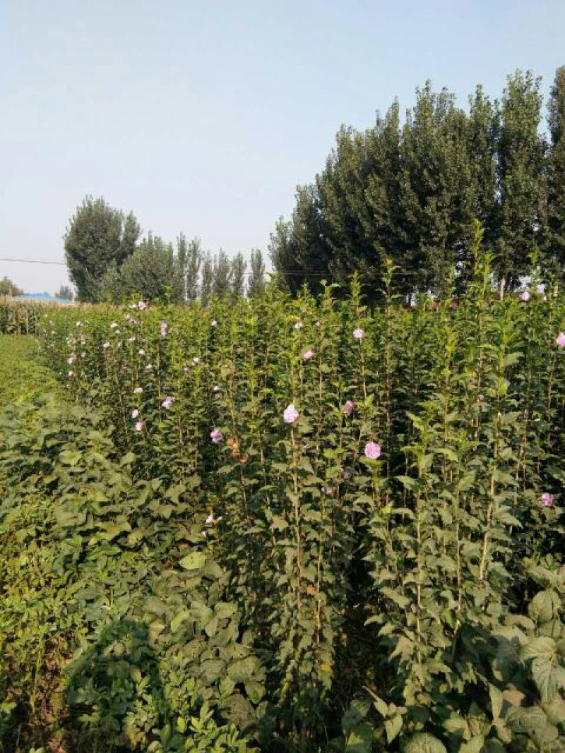 大花木槿