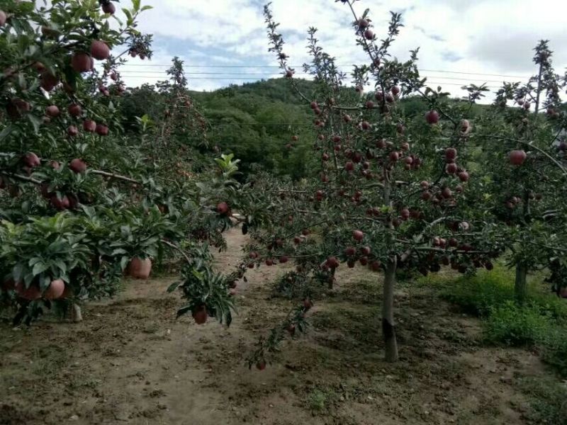 美奇特蛇果花牛苹果量大供应需要的老板赶紧下手