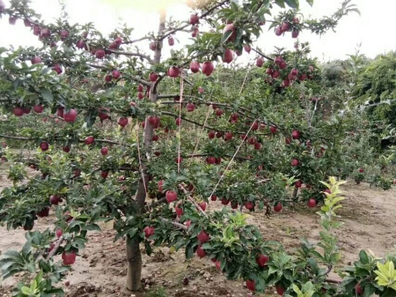 美奇特蛇果花牛苹果量大供应需要的老板赶紧下手