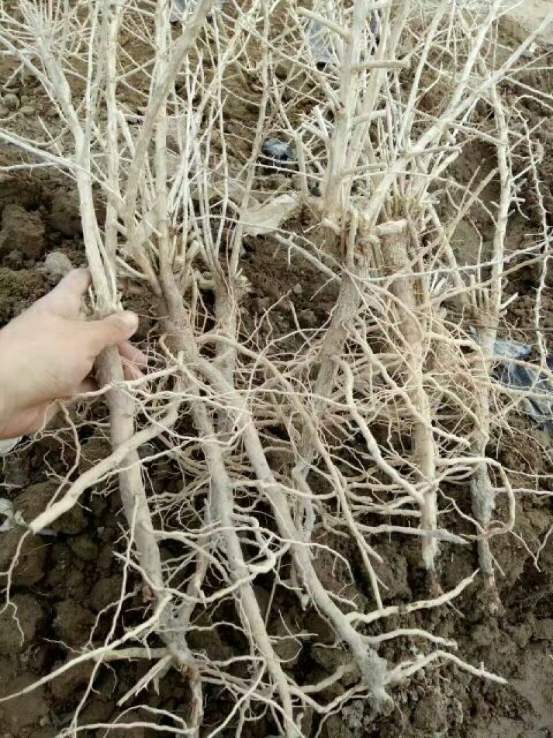 黑枸杞苗3年，当年移植当年挂果，包成活包技术。