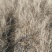 黑枸杞苗3年，当年移植当年挂果，包成活包技术。