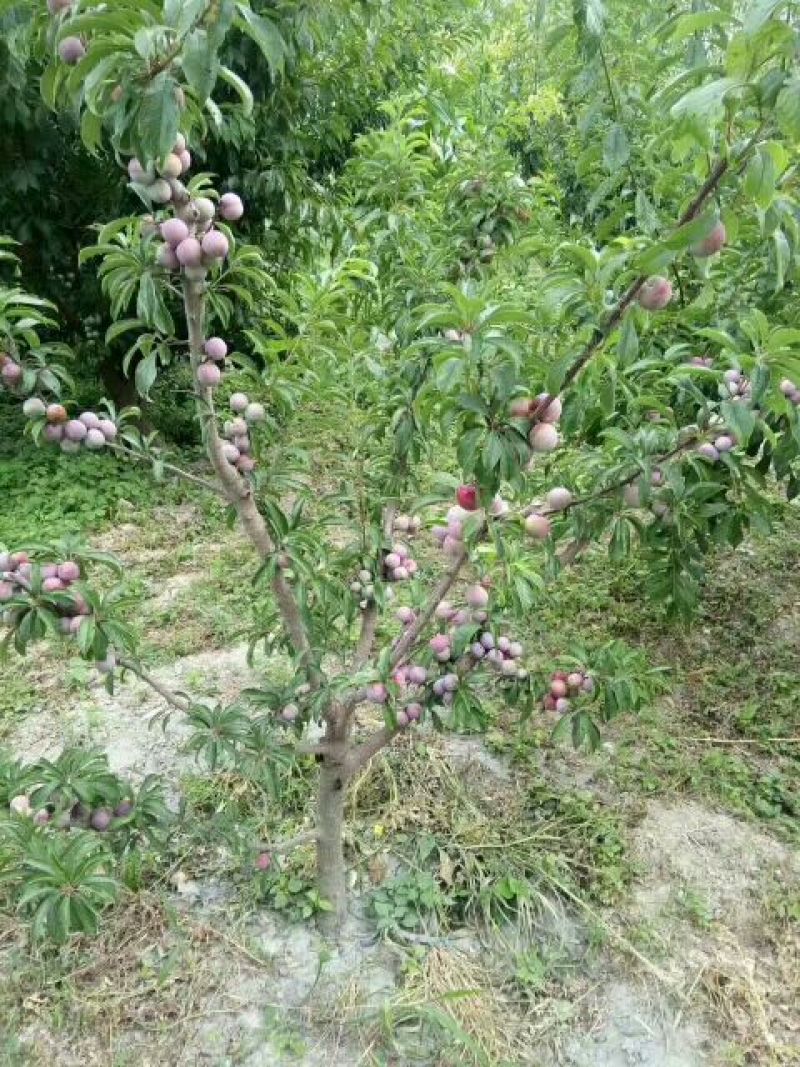 三华李树苗50~100cm