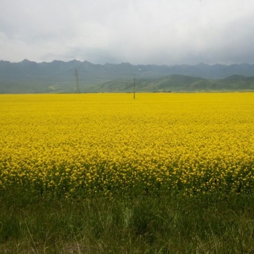 油菜籽1级