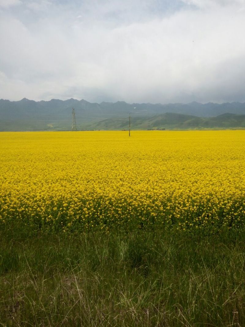 油菜籽1级