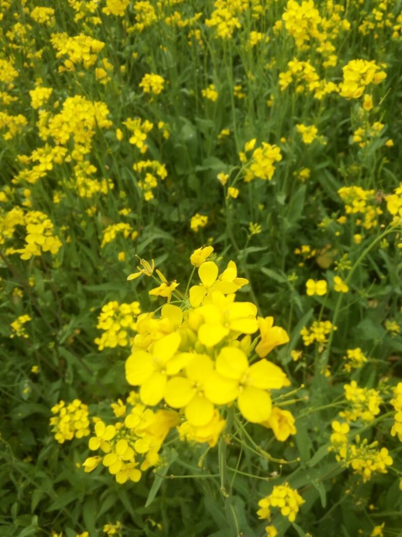 油菜籽1级