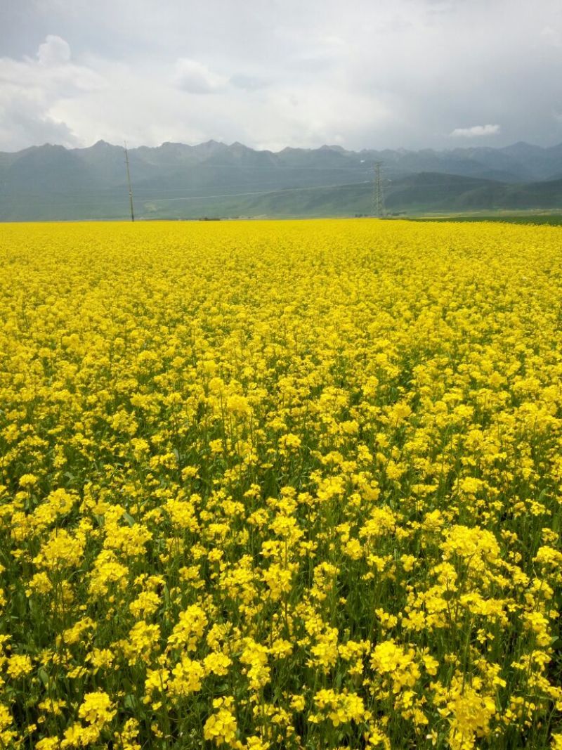 油菜籽1级
