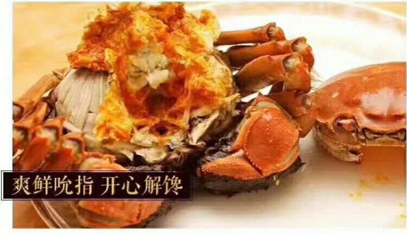 河蟹食用雌2.3-2.5两/只