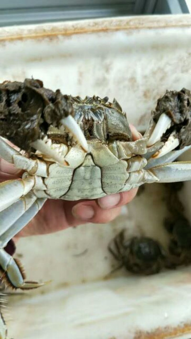 河蟹食用雌2.3-2.5两/只