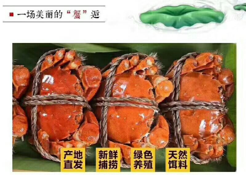 河蟹食用雌2.3-2.5两/只