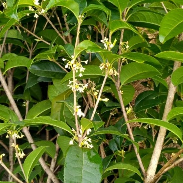四季桂月月桂月桂四季开花自产自销批发价