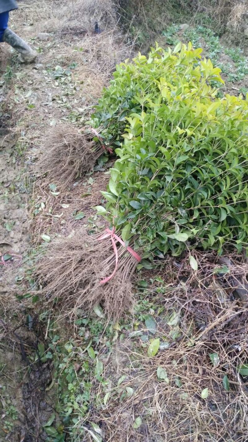 四季桂月月桂月桂四季开花自产自销批发价
