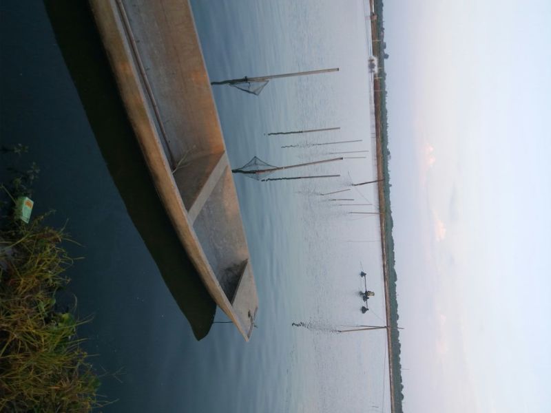 湘鲫桂花鲫白鲫大量出货