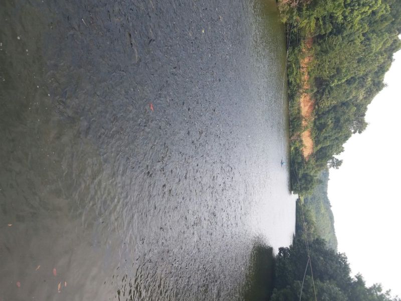 湘鲫桂花鲫白鲫大量出货