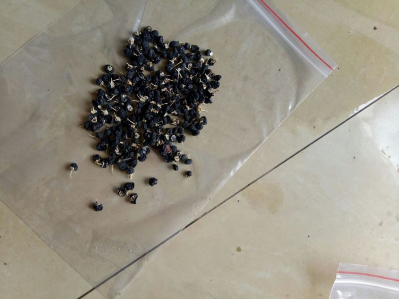黑枸杞干货头茬