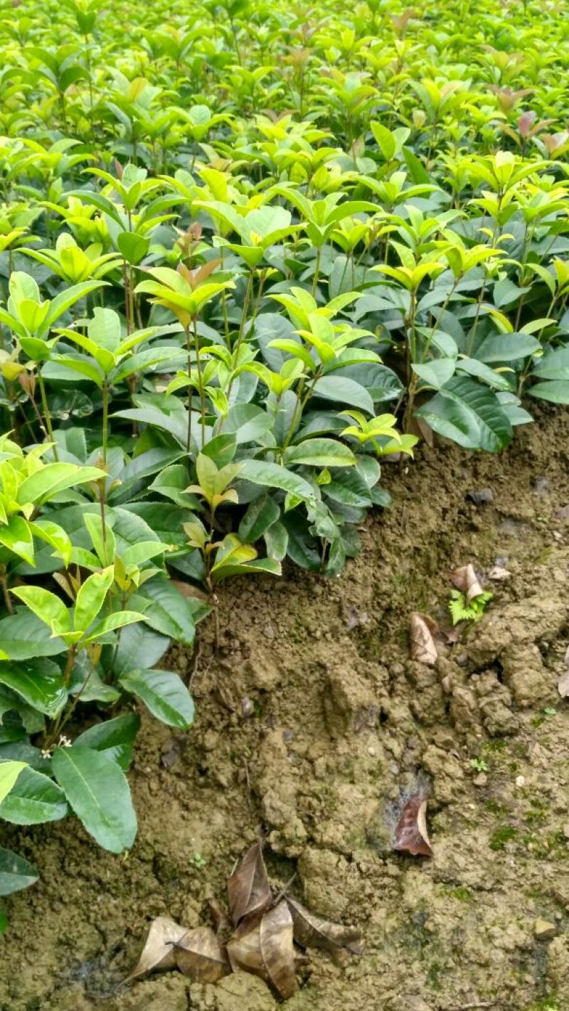 四季桂月月桂月桂四季开花自产自销批发价