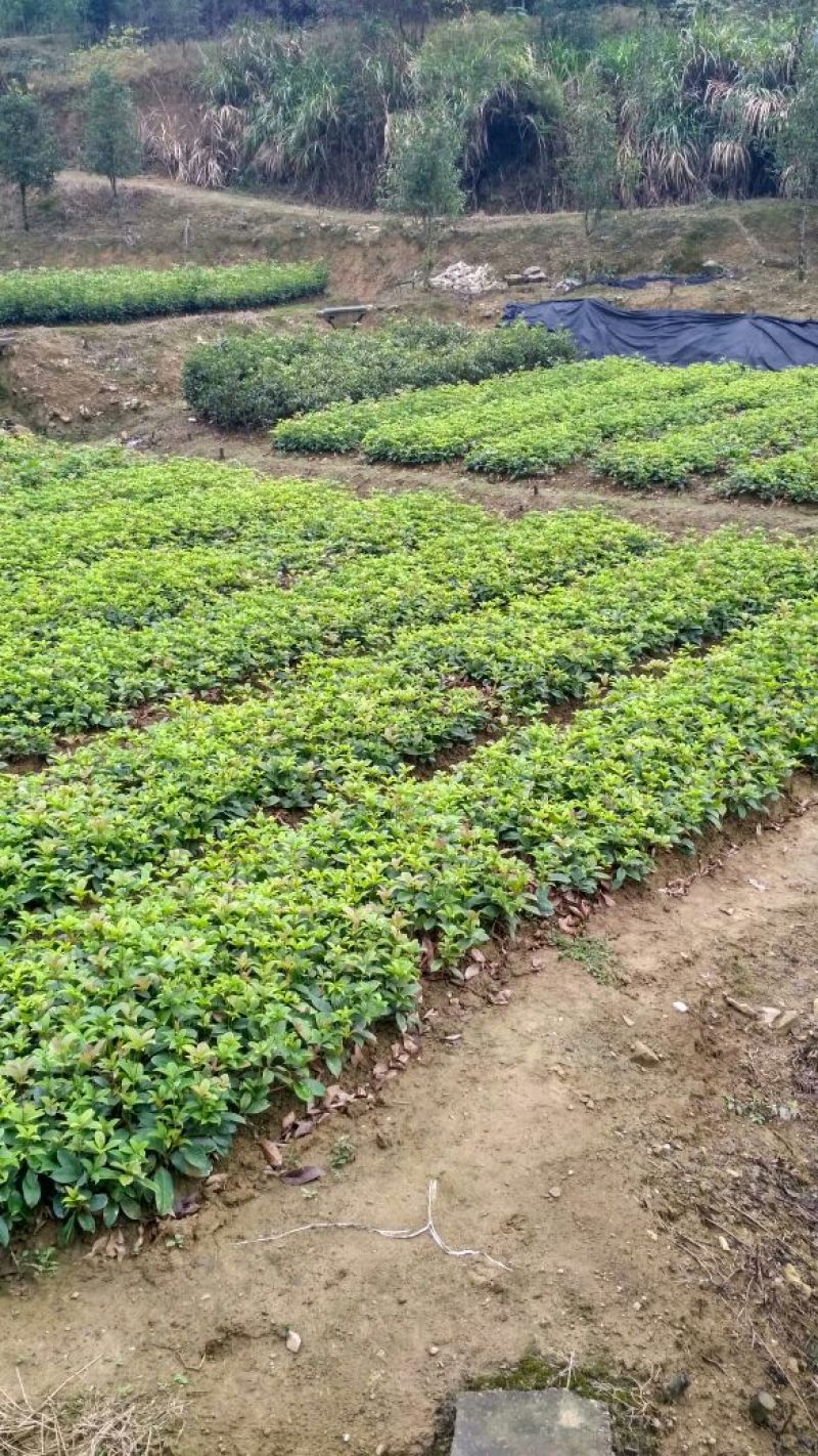 四季桂月月桂月桂四季开花自产自销批发价