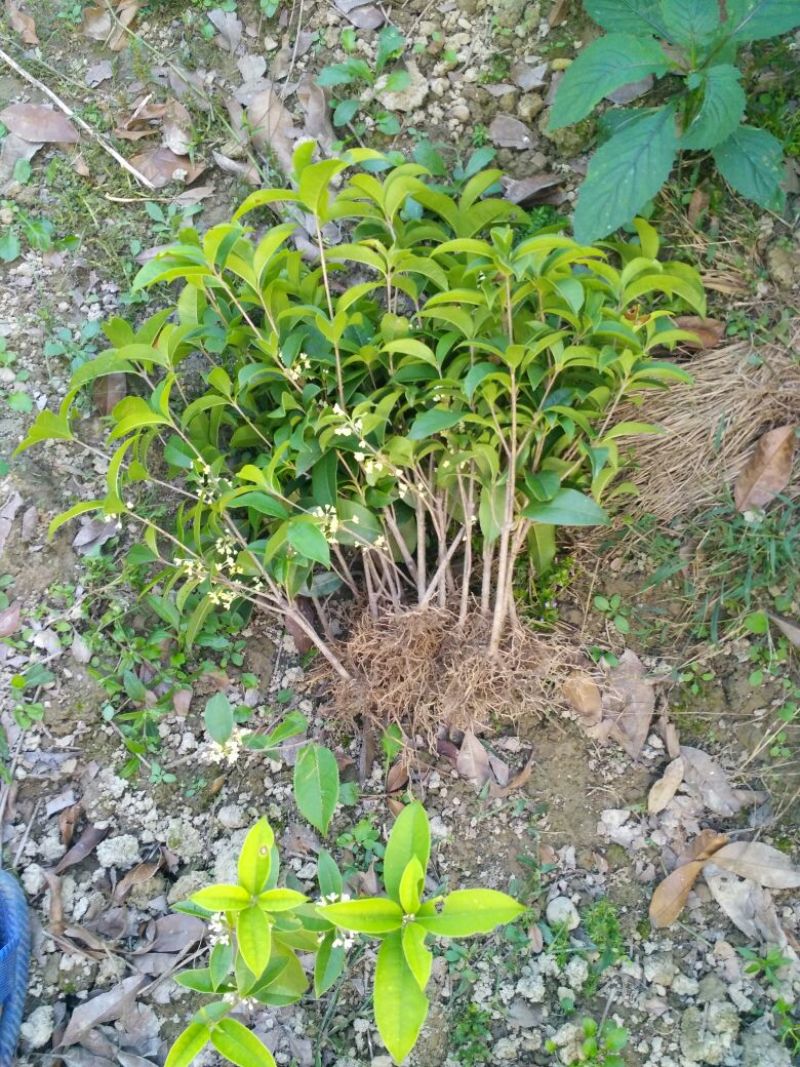 四季桂月月桂月桂四季开花自产自销批发价