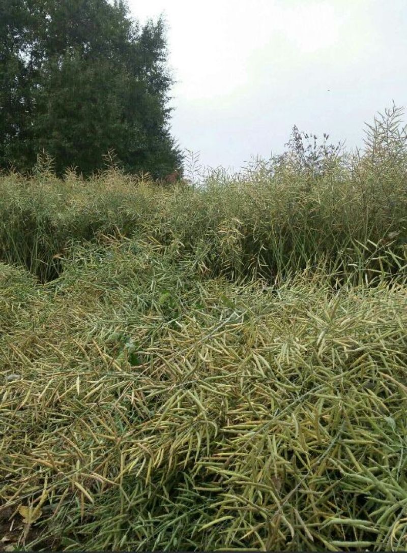 油菜籽1级