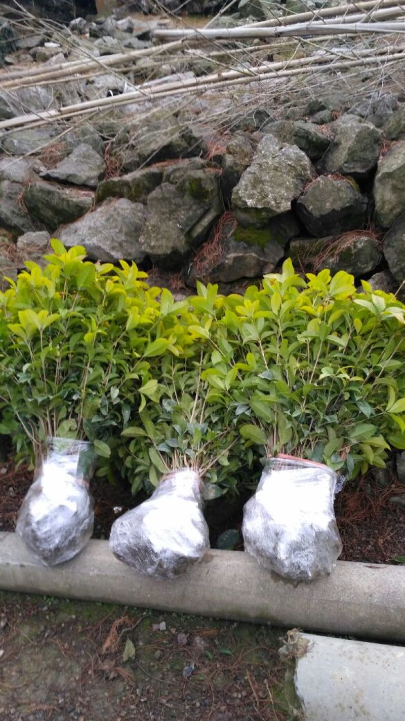 【桂花之乡产地直销】四季桂苗月月桂一年四季开花【包邮】