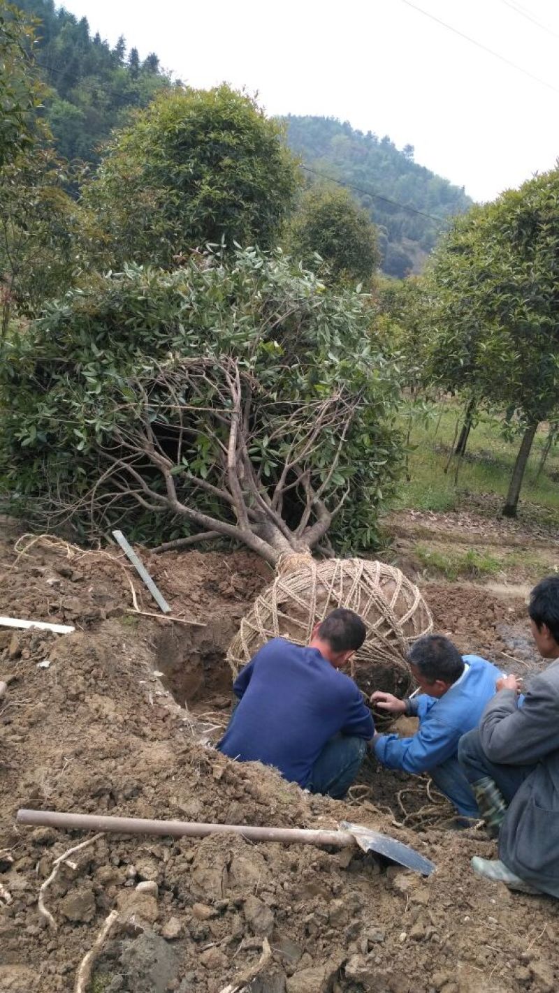 桂花树八月桂金桂黄金金桂金桂树自产自销批发价